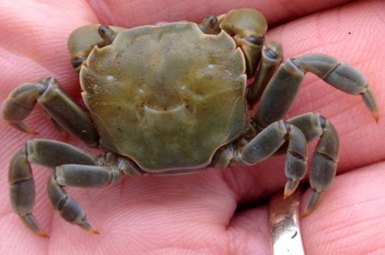 Cool Critters: Purple Shore Crab – Washington Sea Grant