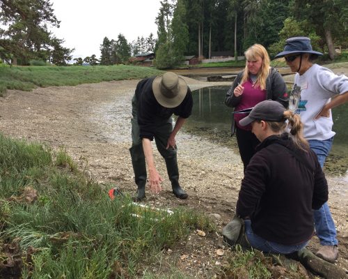 The 2018 Kiana Lodge crew conducts a transect survey. Transect surveys were ended this year, which you can read about in more depth on our blog. Photo Credit: K. Martin/WSG The 2018 Kiana Lodge crew conducts a transect survey. Transect surveys were ended this year, which you can read about in more depth on our blog. Photo Credit: K. Martin/WSG