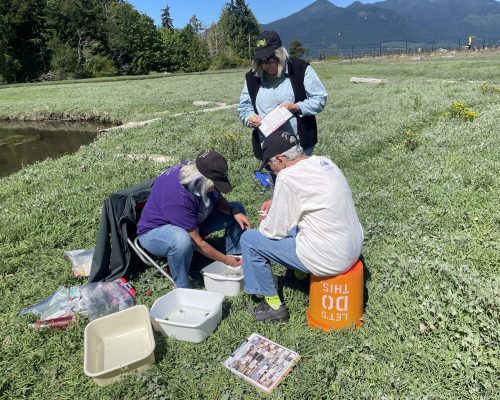 Team Z at Zelatched Point sets up camp on the pickleweed in front of the Olympic Mountains as they sift through their trap catches. Photo: WSG