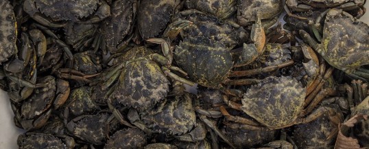 2020 Coastal Green Crab Update