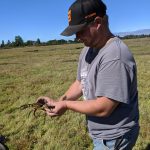 Richard Ashley, natural resource specialist with Shoalwater Bay Indian Tribe, holding a European green crab. Photo credit: Alex Stote