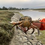 A large European green crab trapped at Tokeland. Photo credit: Ron Coleman.