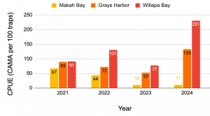 A bar plot with catch per unit effort, green crabs per 100 trap sets, on the y axis and year on the x axis. Each year is broken down across three subregions, Makah Bay, Grays Harbor and Willapa Bay.