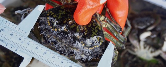 European green crab found in Port Townsend area