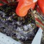 European green crab found in Port Townsend area