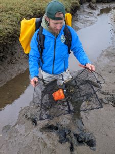 WDFW Technician in blue jacket stands in deep muddy channel holding a square Fukui fish trap that contains an orange bait jar and about a dozen European green crabs. 