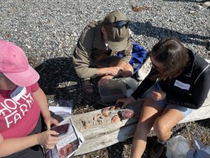 Whatcom county volunteers identifying crab molts laid out on a log