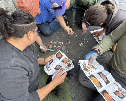 Public Molt Search training put on by Friends of the San Juans at Jackson Beach Park on San Juan Island. Photo Credit: J. Newley/Friends of the San Juans Public Molt Search training put on by Friends of the San Juans at Jackson Beach Park on San Juan Island. Photo Credit: J. Newley/Friends of the San Juans