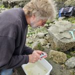 A side view of Tom kneeling on a sandy and cobble shoreline with a shore crab and calipers in hand, measuring the crab over a bin with water in it.