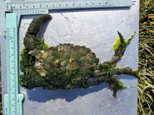 A dead green crab covered with algae and barnacles sits on a blue plastic clipboard. Two sets of plastic calipers at right angles to each other border the top and left edges of the photo.