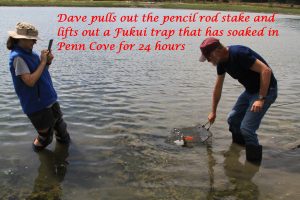 Two people stand in knee deep water. One takes a picture of the other who is pulling a crab trap out of the water. Text on the photo reads, "Dave pulls out the pencil rod stake and lifts out a Fukui trap that has soaked in Penn Cove for 24 hours."