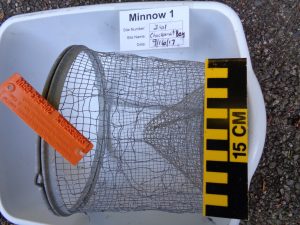A half section of a galvanized steel minnow trap, where the mesh has been pried apart and broken. A trap tag indicates the photo is from site 361, Chuckanut Bay, from September 16, 2017. An orange Crab Team trap tag and yellow and black 15cm scale bar are also in the photo.