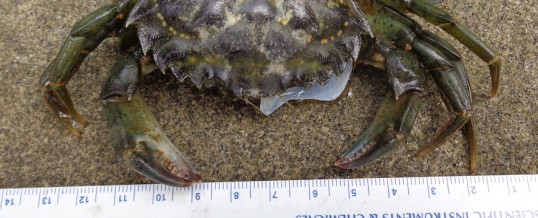 Protocol in Focus: Why do we measure European green crabs?