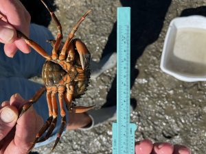 Ventral view of a female green crab, with a bright red orange underside. The crab is held by the legs over the ground and another person holds calipers next to the crab for scale.