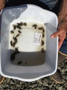 A picture of a white dish tub with crabs and shrimp in it. A card in the tub says Minnow 3, Site 362, Drayton Harbor, August 12th, 2016.