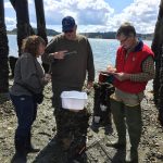 The Fidalgo team hard at work in 2017 measuring crabs. Photo credit: Paul Dinnel