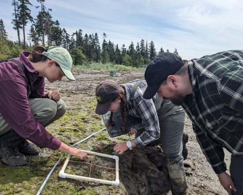 Crab Team student assistant, Zach, and Padilla Bay NERR staff conduct a shoreline transect at Sullivan Minor. Photo credit: Lisa Watkins