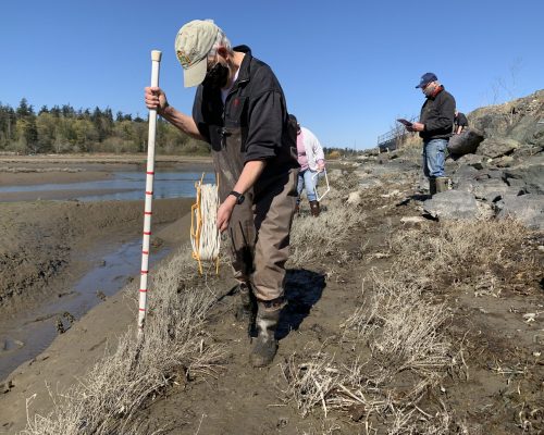 Mud walking is easier with the right tools! Swinomish Casino team members use a nifty hook to reach traps set deep in the muddy channel. Photo credit: Amy Linhart
