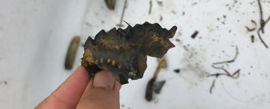 Evidence of Predation on European Green Crab from Padilla Bay