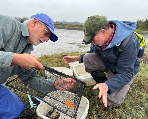 Monitors from Shore Trail carefully remove critters from a fukui trap. Photo credit: Dorothy Bradshaw