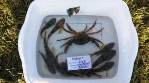 Photograph of a white dishtub with a European green crab surrounded by about a dozen staghorn sculpins. The label in the bin says "Fukui 1, Site number 533, Site Name: Westcott, Date: 8/30/16"
