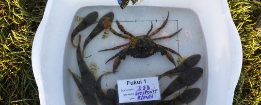 First sighting of European green crab in inland Washington confirmed
