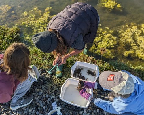 Three generations of crabbers gather at Third Lagoon on San Juan Island. Flora (left, records while mom, Anna, and grandmother Anne tag team a trap of subadult Dungeness crabs. Photo: WSG/Lisa Watkins