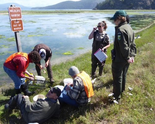 Monitors from Spencers Spit on Lopez Island work together to identify species. Photo credit: Mike Higgins