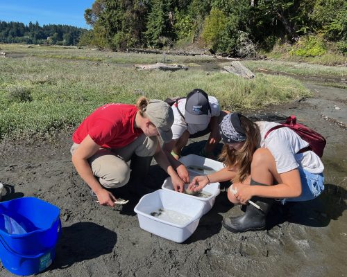 Interns with the Vashon Land Trust try their hand a sorting the crabs at KVI/Pt Heyer this summer. Photo: WSG
