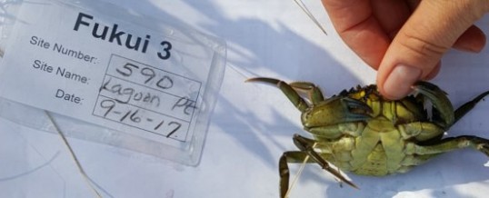 European Green Crab Captured on Whidbey Island