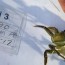 European Green Crab Captured on Whidbey Island