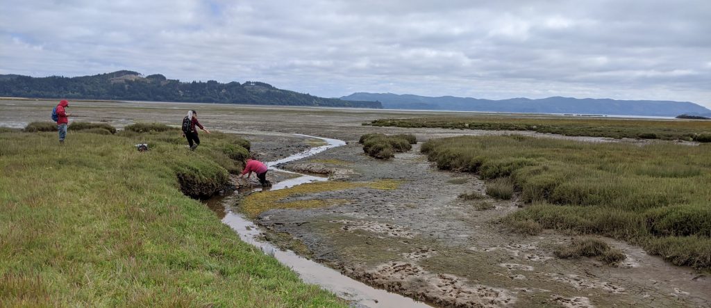 Monitors at the mouth of the channel with green grass on each side of the bank