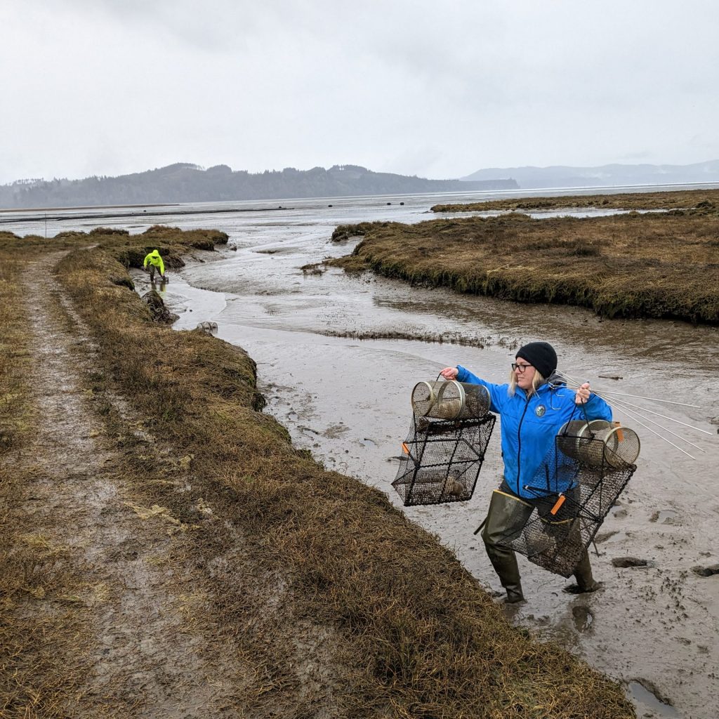 PartnerStaff retrieving traps from Tokeland (site #602)