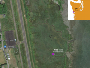 An aerial image of Ocean Shores Airport showing channels snaking through the marsh opening to Grays Harbor on the east. The Crab Team monitoring site is indicated with a purple dot along one of the channels.