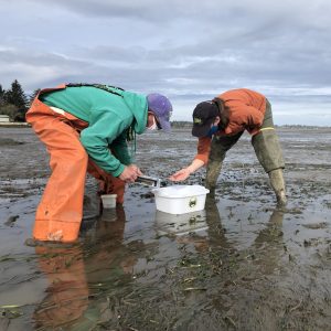 Two people squat on a tide flat, looking into a white bin with a Crab Team sticker on it, at crabs captured in a trap.