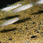 A group of juvenile chinook salmon swimming in a tan pebbly stream