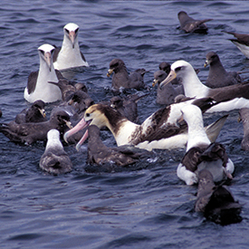How Fishing at Night Can Help Save West Coast Albatross SS