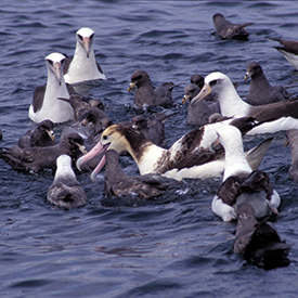 Protecting Albatross from Fishing Lines, Magazine Articles