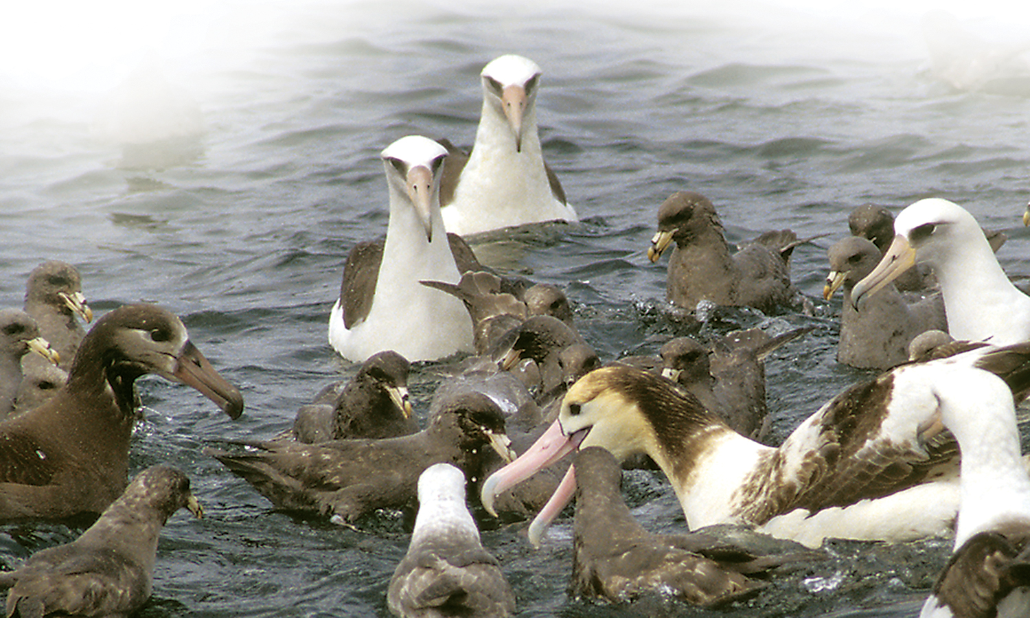 Award-Winning Researchers Find Methods To Reduce Seabird Bycatch In ...