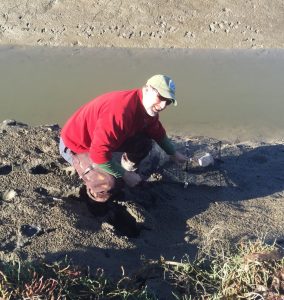Allen Pleus, WDFW Aquatic Invasive Species Unit Lead gets muddy looking for green crabs in Padilla Bay. (Photo: Sean McDonald)