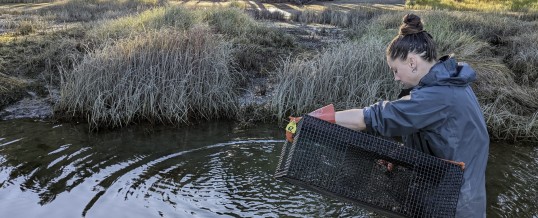 A Simple Guide to the 2023 Shrimping Seasons in Washington