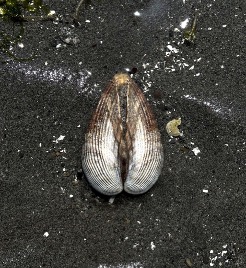 A basket cockle buried in sand