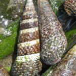 Two snails, Batillaria attramentaria, are in the foreground. There are blades of eelgrass and other snails around the edges of the image.