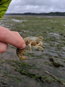 A burrowing shrimp