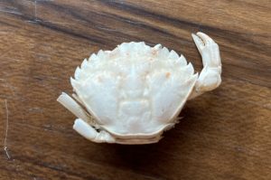 A molted shell from a European green crab sites on a table with a wood grain. The molt is mostly bleached of color and is missing most of the legs and the left claw. 
