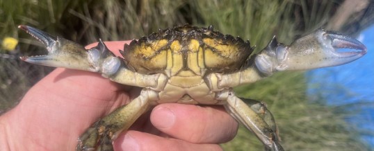 In the Nick of time? An early detection and rapid assessment in Hood Canal