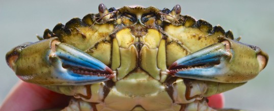 European Green Crab Status Update