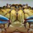 European Green Crab Status Update