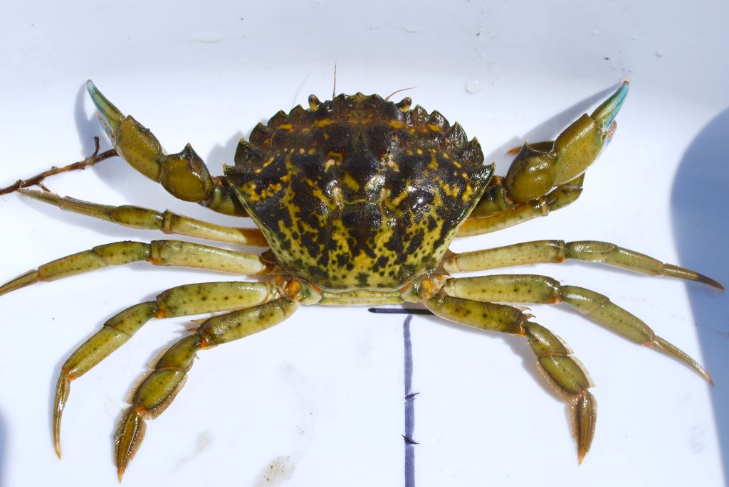 Identifying European Green Crab Washington Sea Grant