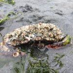 Is it a barnacle covered rock? Nope, it's a rock crab that hasn't molted for a very very long time. Once crabs reach a terminal molt, they no longer grow or shed their shells and can accumulate massive growth of epifauna. Photo: WSG/Jeff Adams